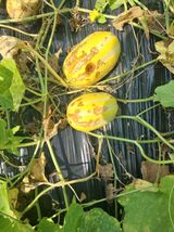 팜모닝 농사, 무엇이든 물어보세요!·참여글 게시글 이미지