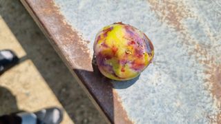 배향운님의 자두 · 병해충상담 작성글 사진