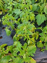 팜모닝 농사, 무엇이든 물어보세요!·참여글 게시글 이미지