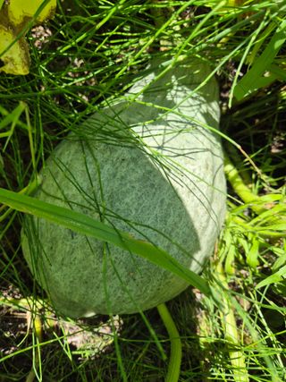 손용님의 농사, 무엇이든 물어보세요! · 참여글 작성글 사진