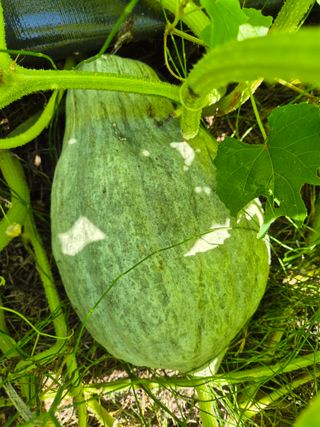 손용님의 농사, 무엇이든 물어보세요! · 참여글 작성글 사진