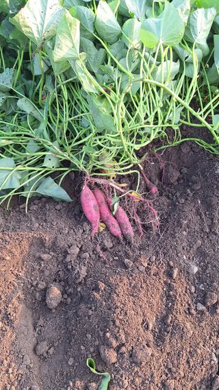 오남현님의 자유주제 · 자유게시판 작성글 사진