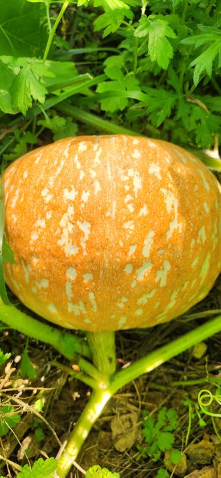 접시꽃님의 자유주제 · 자유게시판 작성글 사진