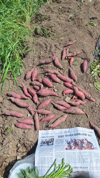 오남현님의 자유주제 · 자유게시판 작성글 사진