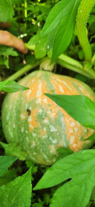 접시꽃님의 자유주제 · 자유게시판 작성글 사진