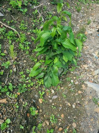 김용대님의 자유주제 · 자유게시판 작성글 사진