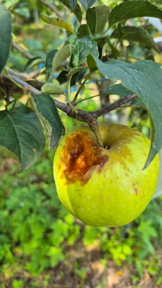 또배워님의 농사, 무엇이든 물어보세요! · 참여글 작성글 사진
