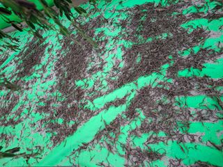 구봉갑산님의 자유주제 · 자유게시판 작성글 사진