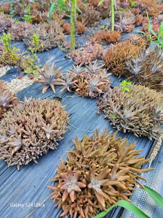 약초원 김종군님의 작성글 사진