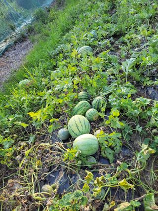 원빈님의 자유주제 · 자유게시판 작성글 사진