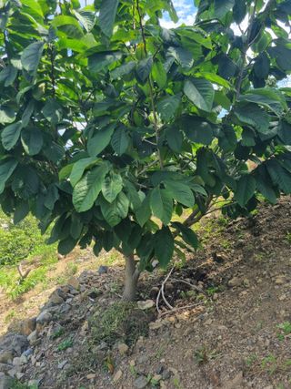 김용대님의 자유주제 · 자유게시판 작성글 사진