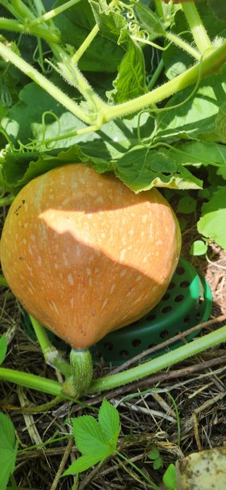 접시꽃님의 자유주제 · 자유게시판 작성글 사진