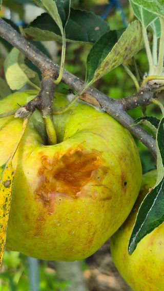 또배워님의 농사, 무엇이든 물어보세요! · 참여글 작성글 사진