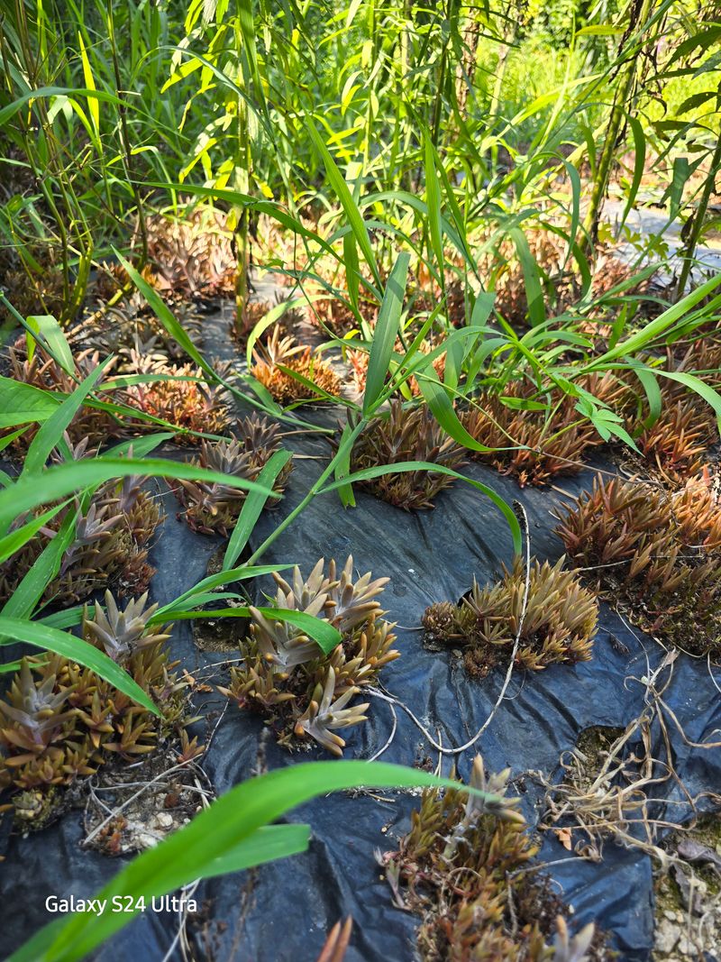 약초원 김종군님의 장터 판매 상품 [두메부추+와송즙60포1박스] 첨부 사진