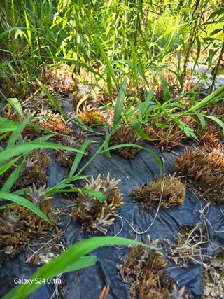 약초원 김종군님의 작성글 사진