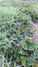 팜모닝 자유주제·자유게시판 게시글 이미지