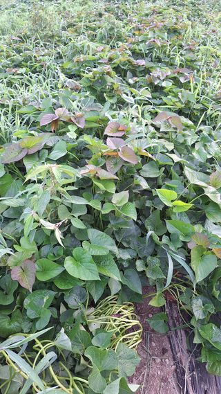 오남현님의 자유주제 · 자유게시판 작성글 사진