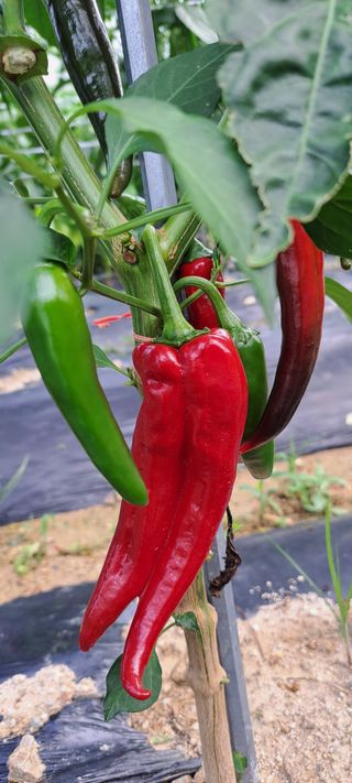 콩18930님의 자유주제 · 자유게시판 작성글 사진