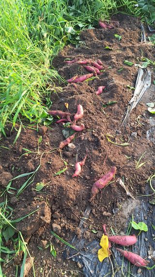 오남현님의 자유주제 · 자유게시판 작성글 사진