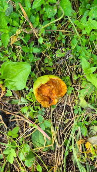 또배워님의 농사, 무엇이든 물어보세요! · 참여글 작성글 사진