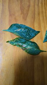 팜모닝 고추·병해충상담 게시글 이미지