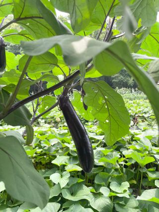 누보농장님의 자유주제 · 자유게시판 작성글 사진