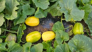 삼례텃밭지기님의 자유주제 · 자유게시판 작성글 사진