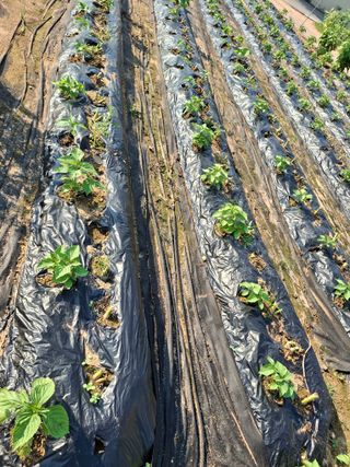 구봉갑산님의 자유주제 · 자유게시판 작성글 사진