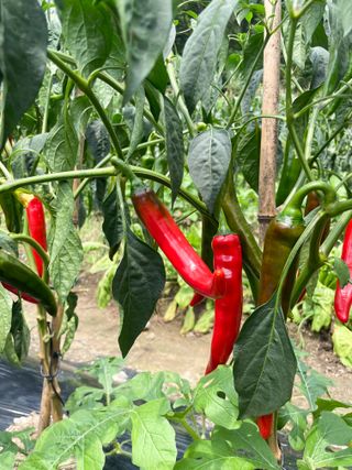 누보농장님의 자유주제 · 자유게시판 작성글 사진