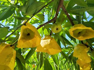 김안식~납작복숭아님의 자유주제 · 자유게시판 작성글 사진