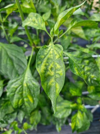 양우택님의 자유주제 · 자유게시판 작성글 사진