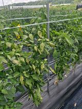 팜모닝 자유주제·자유게시판 게시글 이미지