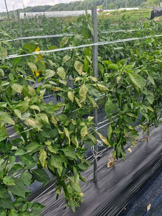 양우택님의 자유주제 · 자유게시판 작성글 사진