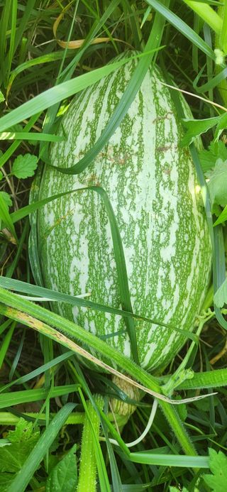 접시꽃님의 자유주제 · 자유게시판 작성글 사진