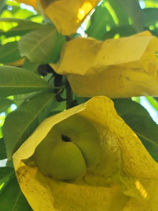 김안식~납작복숭아님의 자유주제 · 자유게시판 작성글 사진