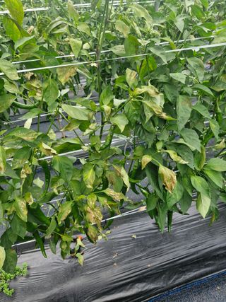 양우택님의 자유주제 · 자유게시판 작성글 사진