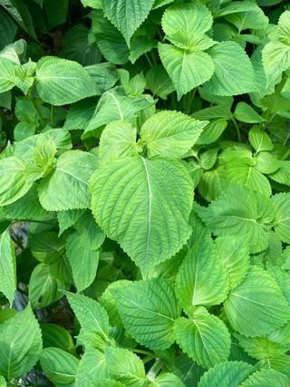 누보농장님의 자유주제 · 자유게시판 작성글 사진