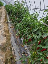 팜모닝 자유주제·자유게시판 게시글 이미지