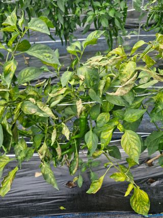 양우택님의 자유주제 · 자유게시판 작성글 사진