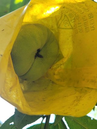 김안식~납작복숭아님의 자유주제 · 자유게시판 작성글 사진