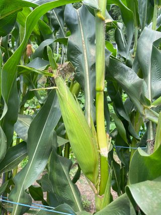 누보농장님의 자유주제 · 자유게시판 작성글 사진