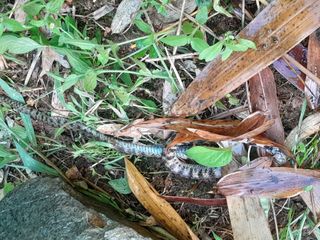 김민수산에서농사중님의 자유주제 · 자유게시판 작성글 사진