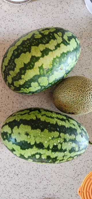 접시꽃님의 자유주제 · 자유게시판 작성글 사진