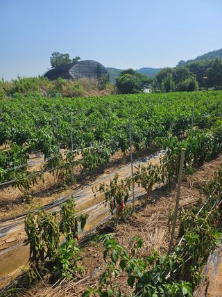 대산농사대장님의 고추 · 비료•농약 작성글 사진