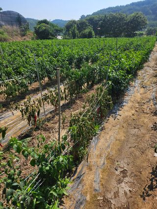 대산농사대장님의 고추 · 비료•농약 작성글 사진