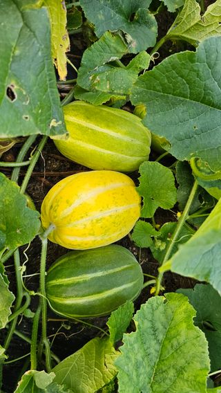 삼례텃밭지기님의 자유주제 · 자유게시판 작성글 사진
