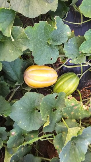 삼례텃밭지기님의 자유주제 · 자유게시판 작성글 사진