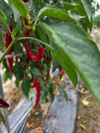 친환경아줌아님의 자유주제 · 자유게시판 작성글 사진