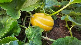 삼례텃밭지기님의 자유주제 · 자유게시판 작성글 사진