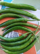 팜모닝 농사, 무엇이든 물어보세요!·참여글 게시글 이미지